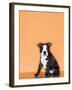 Boston Terrier Puppy-Don Mason-Framed Photographic Print