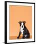 Boston Terrier Puppy-Don Mason-Framed Photographic Print