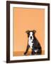 Boston Terrier Puppy-Don Mason-Framed Photographic Print