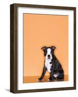 Boston Terrier Puppy-Don Mason-Framed Photographic Print