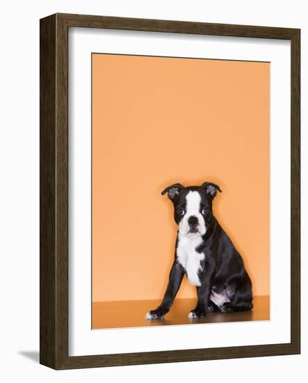 Boston Terrier Puppy-Don Mason-Framed Photographic Print