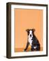 Boston Terrier Puppy-Don Mason-Framed Photographic Print