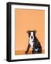 Boston Terrier Puppy-Don Mason-Framed Photographic Print