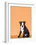 Boston Terrier Puppy-Don Mason-Framed Photographic Print