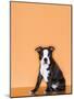 Boston Terrier Puppy-Don Mason-Mounted Photographic Print