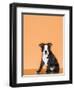 Boston Terrier Puppy-Don Mason-Framed Photographic Print