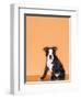 Boston Terrier Puppy-Don Mason-Framed Photographic Print