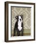 Boston Terrier Puppy-Don Mason-Framed Photographic Print