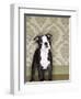 Boston Terrier Puppy-Don Mason-Framed Photographic Print