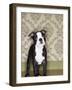 Boston Terrier Puppy-Don Mason-Framed Photographic Print