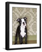 Boston Terrier Puppy-Don Mason-Framed Photographic Print