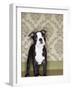 Boston Terrier Puppy-Don Mason-Framed Photographic Print