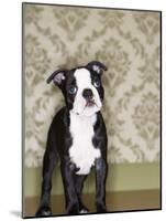 Boston Terrier Puppy-Don Mason-Mounted Photographic Print