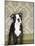 Boston Terrier Puppy-Don Mason-Mounted Photographic Print