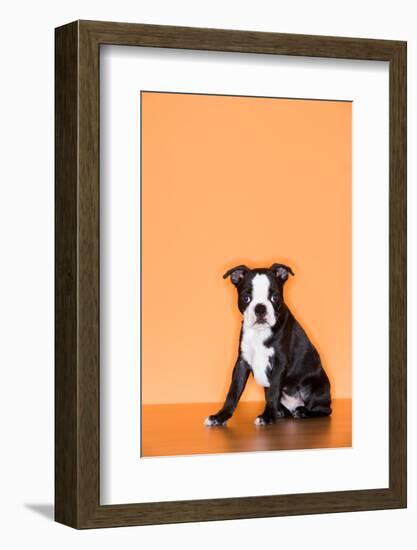 Boston Terrier Puppy-Don Mason-Framed Photographic Print