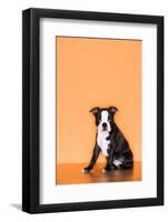 Boston Terrier Puppy-Don Mason-Framed Photographic Print