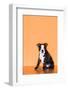 Boston Terrier Puppy-Don Mason-Framed Photographic Print