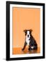 Boston Terrier Puppy-Don Mason-Framed Photographic Print