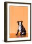 Boston Terrier Puppy-Don Mason-Framed Photographic Print