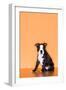 Boston Terrier Puppy-Don Mason-Framed Photographic Print