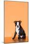 Boston Terrier Puppy-Don Mason-Mounted Photographic Print