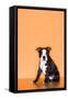 Boston Terrier Puppy-Don Mason-Framed Stretched Canvas