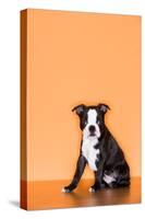 Boston Terrier Puppy-Don Mason-Stretched Canvas