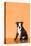 Boston Terrier Puppy-Don Mason-Stretched Canvas