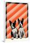 Boston Terrier Pups-null-Framed Art Print