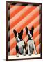 Boston Terrier Pups-null-Framed Art Print