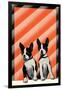 Boston Terrier Pups-null-Framed Art Print