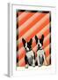 Boston Terrier Pups-null-Framed Art Print