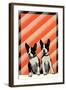 Boston Terrier Pups-null-Framed Art Print