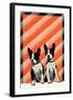 Boston Terrier Pups-null-Framed Art Print