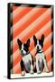 Boston Terrier Pups-null-Framed Stretched Canvas