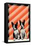 Boston Terrier Pups-null-Framed Stretched Canvas