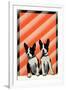 Boston Terrier Pups-null-Framed Art Print