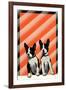 Boston Terrier Pups-null-Framed Art Print