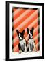 Boston Terrier Pups-null-Framed Art Print