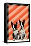 Boston Terrier Pups-null-Framed Stretched Canvas