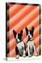 Boston Terrier Pups-null-Stretched Canvas