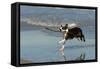 Boston Terrier Running in Sea with Stick-null-Framed Stretched Canvas