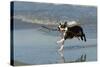 Boston Terrier Running in Sea with Stick-null-Stretched Canvas