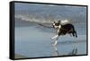 Boston Terrier Running in Sea with Stick-null-Framed Stretched Canvas