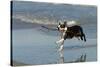 Boston Terrier Running in Sea with Stick-null-Stretched Canvas