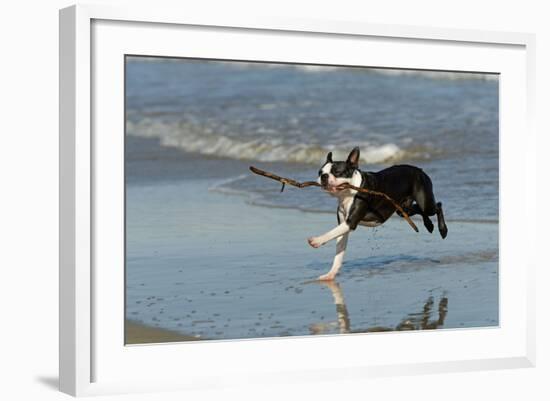 Boston Terrier Running in Sea with Stick-null-Framed Photographic Print