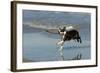 Boston Terrier Running in Sea with Stick-null-Framed Photographic Print