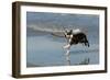 Boston Terrier Running in Sea with Stick-null-Framed Photographic Print