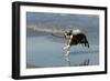 Boston Terrier Running in Sea with Stick-null-Framed Photographic Print