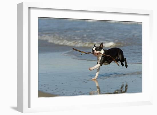 Boston Terrier Running in Sea with Stick-null-Framed Photographic Print